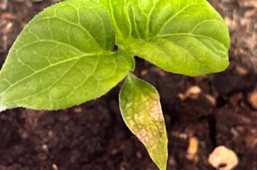 What’s the matter with my seedlings?