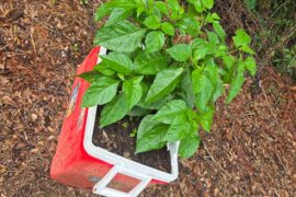 Chocolate bhutlahs (featuring the cooler queen) and last pic chocolate Habs