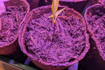 Can some Tell what caused that anf how to fix it? Scotch bonnet and some birds eye showing this symptomes