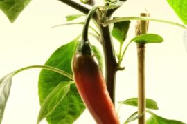 First peppers to ripen!