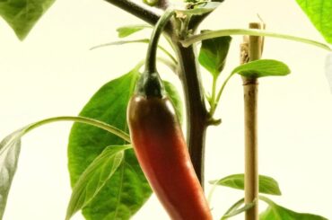 First peppers to ripen!