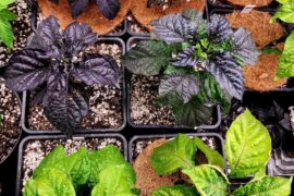 2 Weeks until hardening