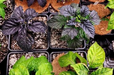 2 Weeks until hardening