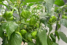 Any guesses on species? I did a poor job labeling, and this is the only plant to thrive.