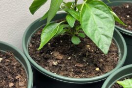 Is this young hooligan ready to harden off in the great outdoors? (South FL)