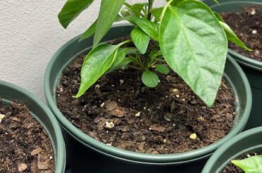 Is this young hooligan ready to harden off in the great outdoors? (South FL)