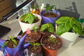 Update growth of white ghost, purple ufo and Bolivian rainbow