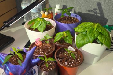 Update growth of white ghost, purple ufo and Bolivian rainbow