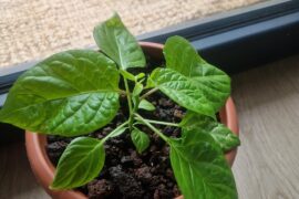 Is this actually Carolina Reaper? (Repost, packaging actually says Carolina Reaper)