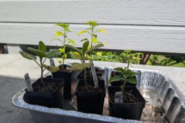 Are these plants leggy?