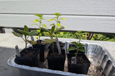 Are these plants leggy?