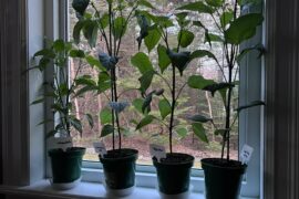 Pot up again? Can I wait 10 days?