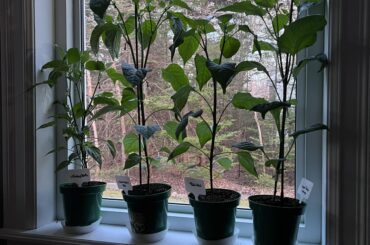 Pot up again? Can I wait 10 days?