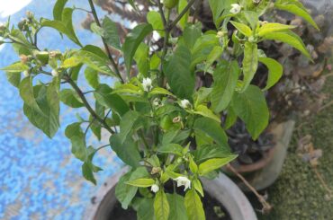 I got scammed for Naga. Can anyone help me guess this variety.