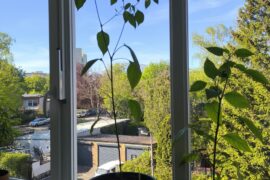 How leggy is my aji patinho?