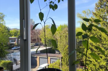 How leggy is my aji patinho?