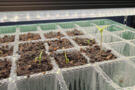 Help with identification