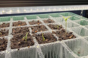 Help with identification