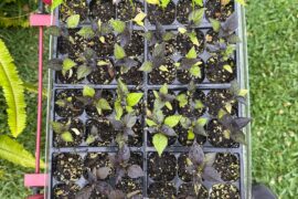 2 months from getting seeds in the mail