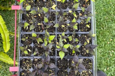 2 months from getting seeds in the mail