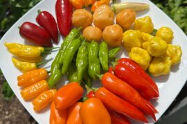 Early Pepper Harvest