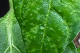 advice for scotch bonnets