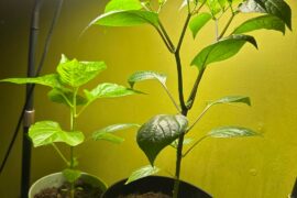 Still not sure the mystery pepper growing but looking great