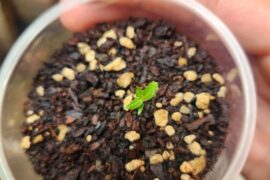 4 cotyledons?