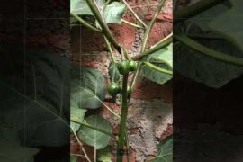 Shamba Chronicles: Watching My Habaneros Ripe!