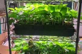 This Years Seedling Awaiting Hardening Off!