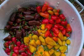 Today's Ghostbird harvest