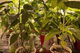 Different plant structure
