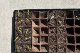 Are these jalapeno seedlings doing fine?