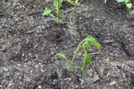 Why is my transplant drooping