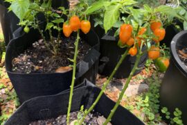 Harvest Soon