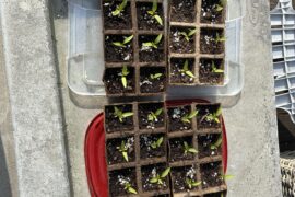 How often to add fertilizer?