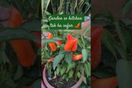 Homegrown lal mirch 🌶️ → Homemade achar ❤️ #shortsfeed #gardenrituals #acharimirch#organic#terrace