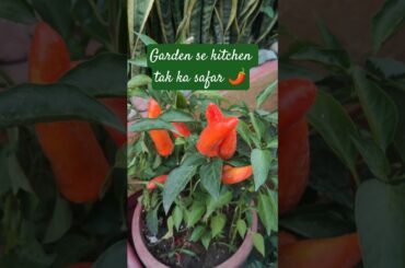Homegrown lal mirch 🌶️ → Homemade achar ❤️ #shortsfeed #gardenrituals #acharimirch#organic#terrace