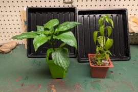 Comparison: Pepper Plant Started from Seed at Home vs. Nursery Grown