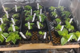 Do my peppers look good