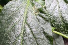What’s causing this patch on one of my leaves?