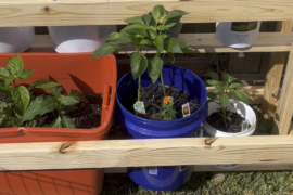 First time Gardening seriously