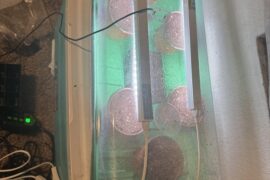 Set up for a few days until grow tent arives