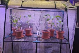 Safe to move chilli plants outside?