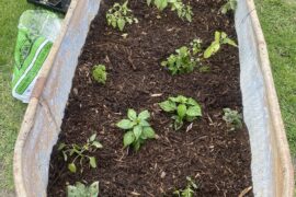 Transplanted!