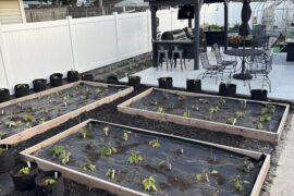 Good morning from the pepper patch