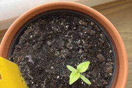 Carolina reaper