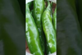 Try this #food #youtubeshorts #upasanashomeflame #shorts #viralshort #chutney