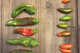 Colorado chilis and serranos!
