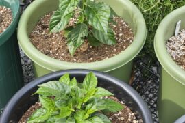 twin habs in progress: topped by pest vs. not topped